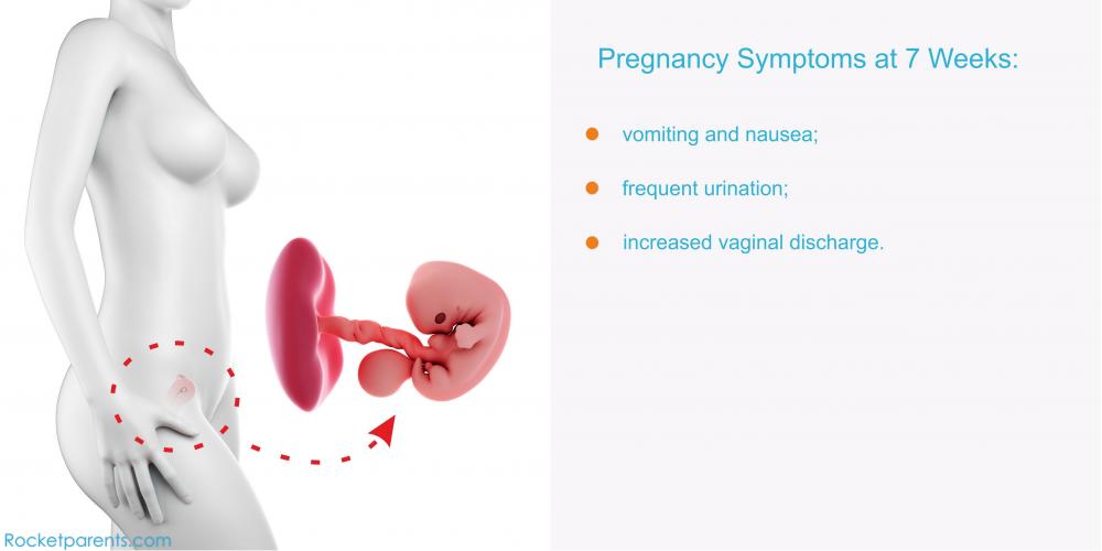 7 Weeks Pregnant Symptoms Fetus Ultrasound Belly Photos