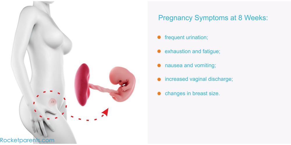 8 Weeks Pregnant: Symptoms, Fetus Ultrasound, Belly Photos